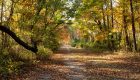 Mit Waldbaden in die neue Saison starten!