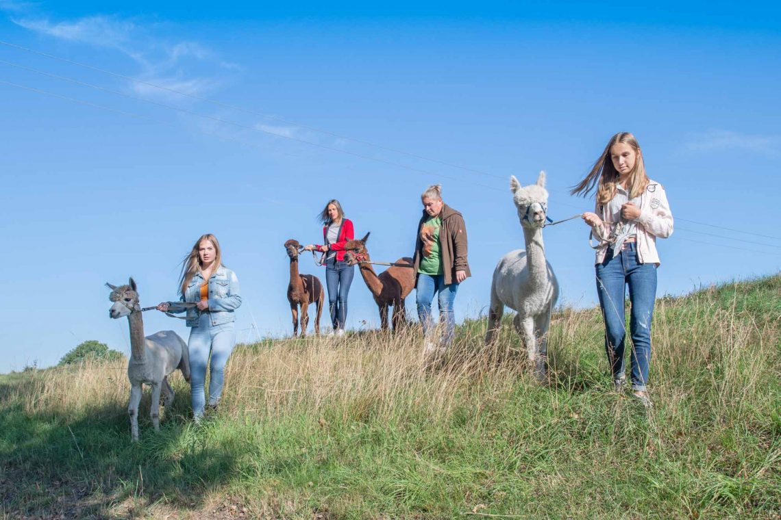 Alpakawanderungen und Quadtouren: Herbstferienerlebnisse im Lausitzer Seenland