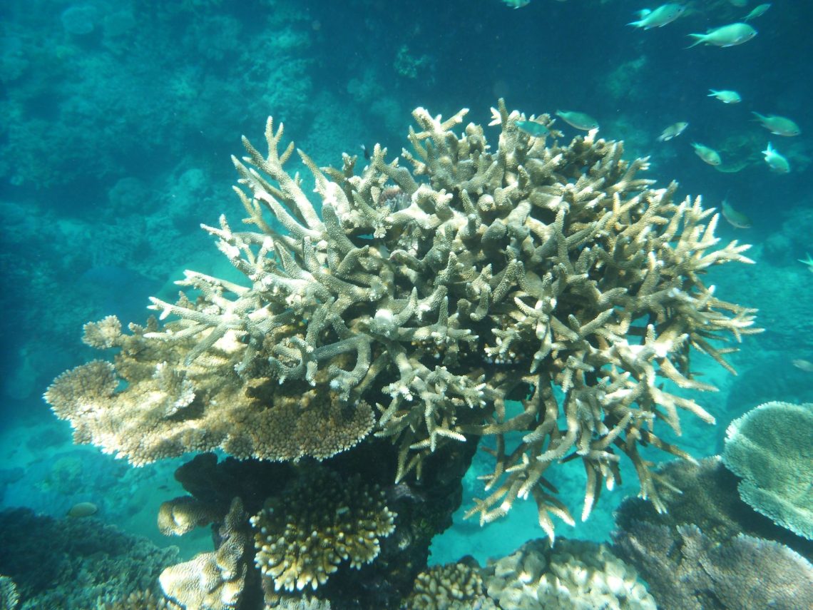 Korallen am Great Barrier Reef, die von der Korallenbleiche betroffen sind, vor der Küste von Cairns.