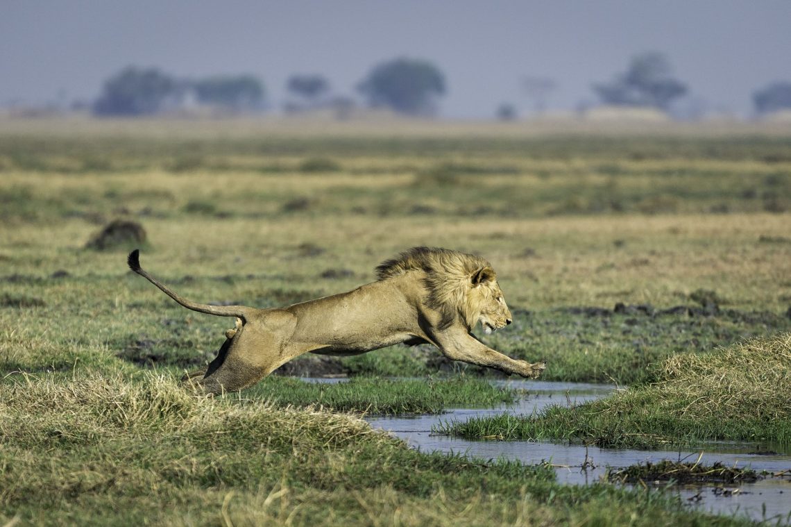 Wilderness Safaris und Panthera mit einzigartiger Reise durch Sambia