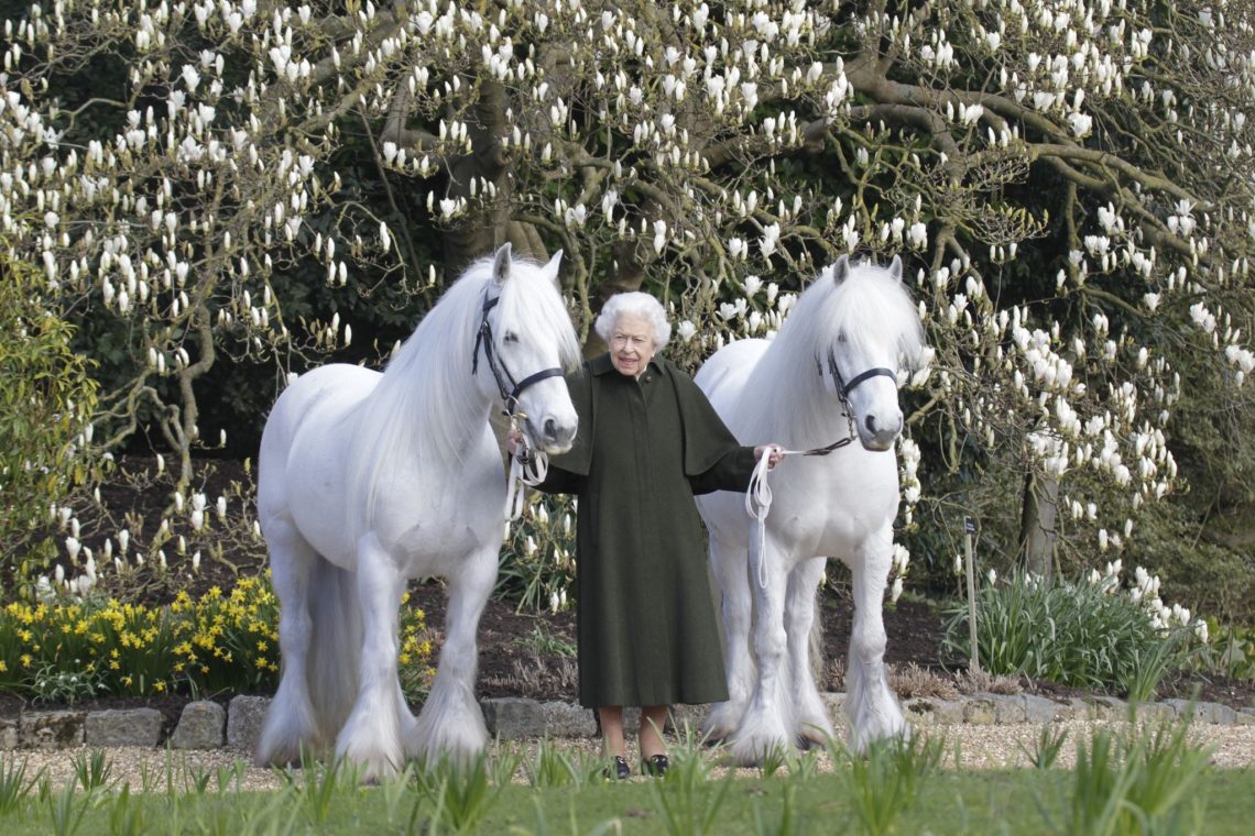 Königin Elizabeth II. zwischen ihren Fellponys Bybeck Nightingale (r) und Bybeck Katie.